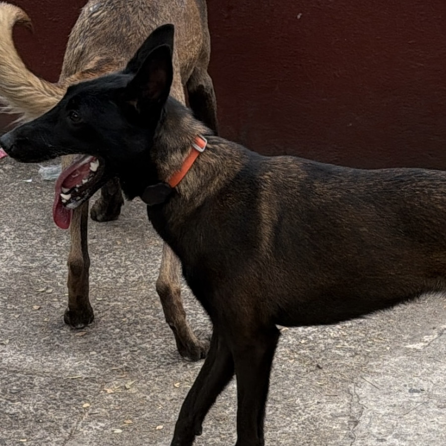 CLEO | Raza Pastor Belga Maliniois | Perdida