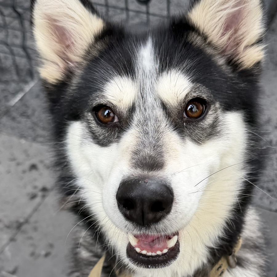  | Raza Husky Siberiano | Encontrada