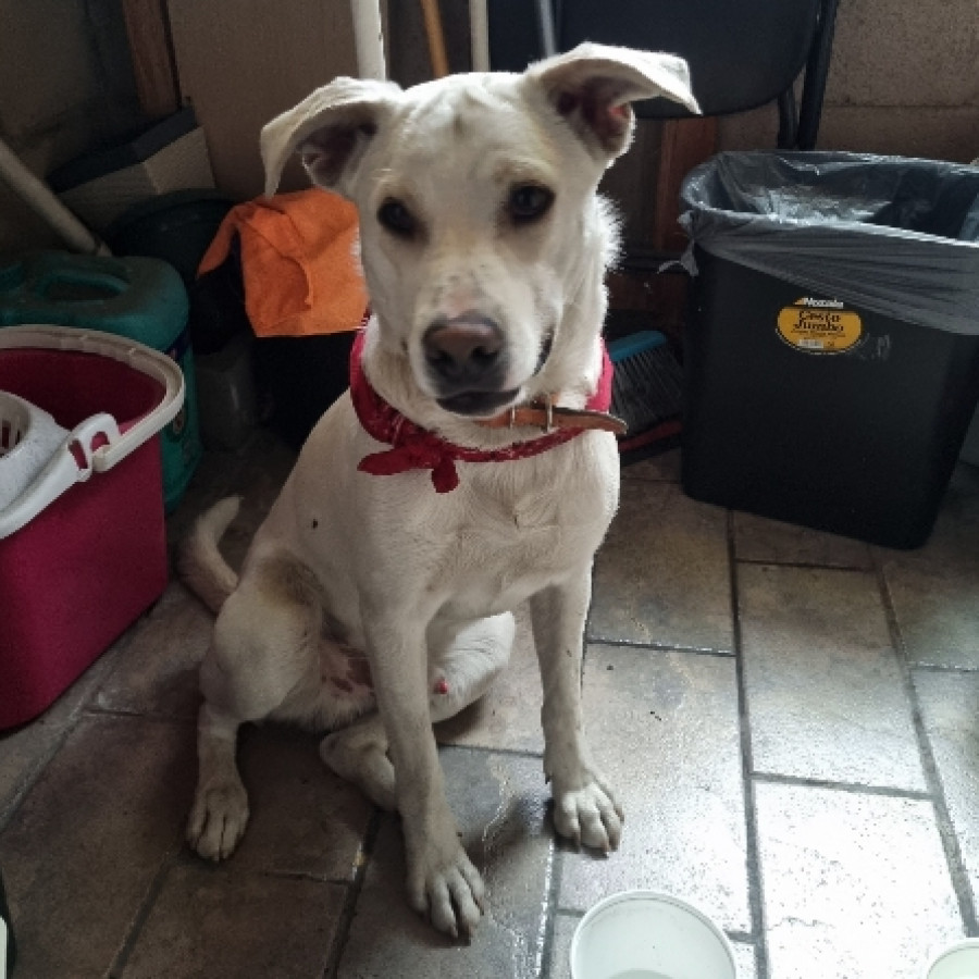  | Raza Mestizo | Encontrado