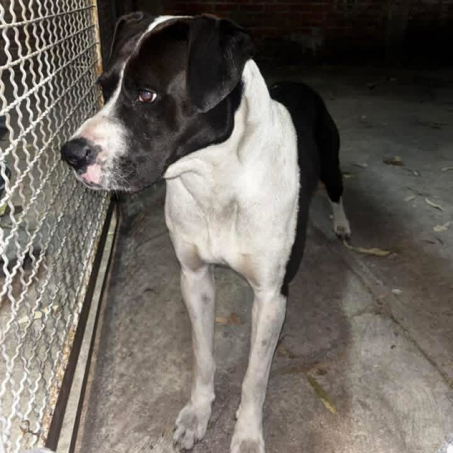  | Raza Mestiz, cruza de American Pitbull Terrier | Encontrado