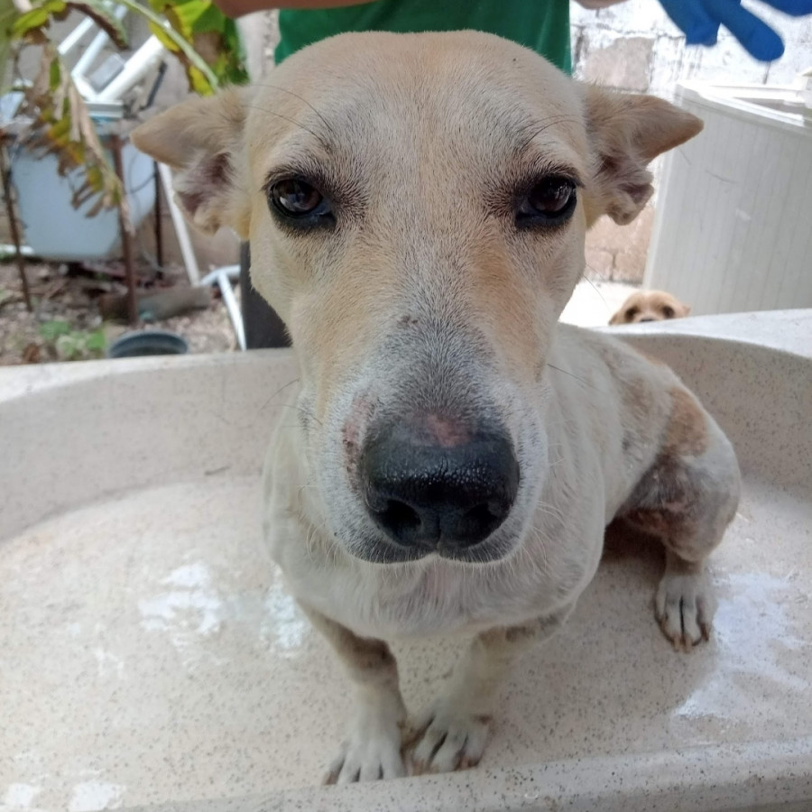 GUAYABA | Raza Mestiza, cruza de Dachshund o Salchicha | Perdida