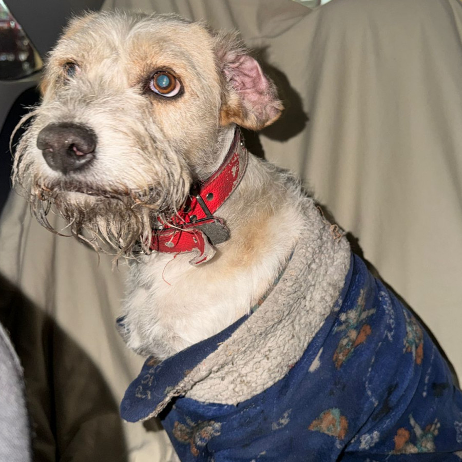  | Raza Mestizo | Encontrado