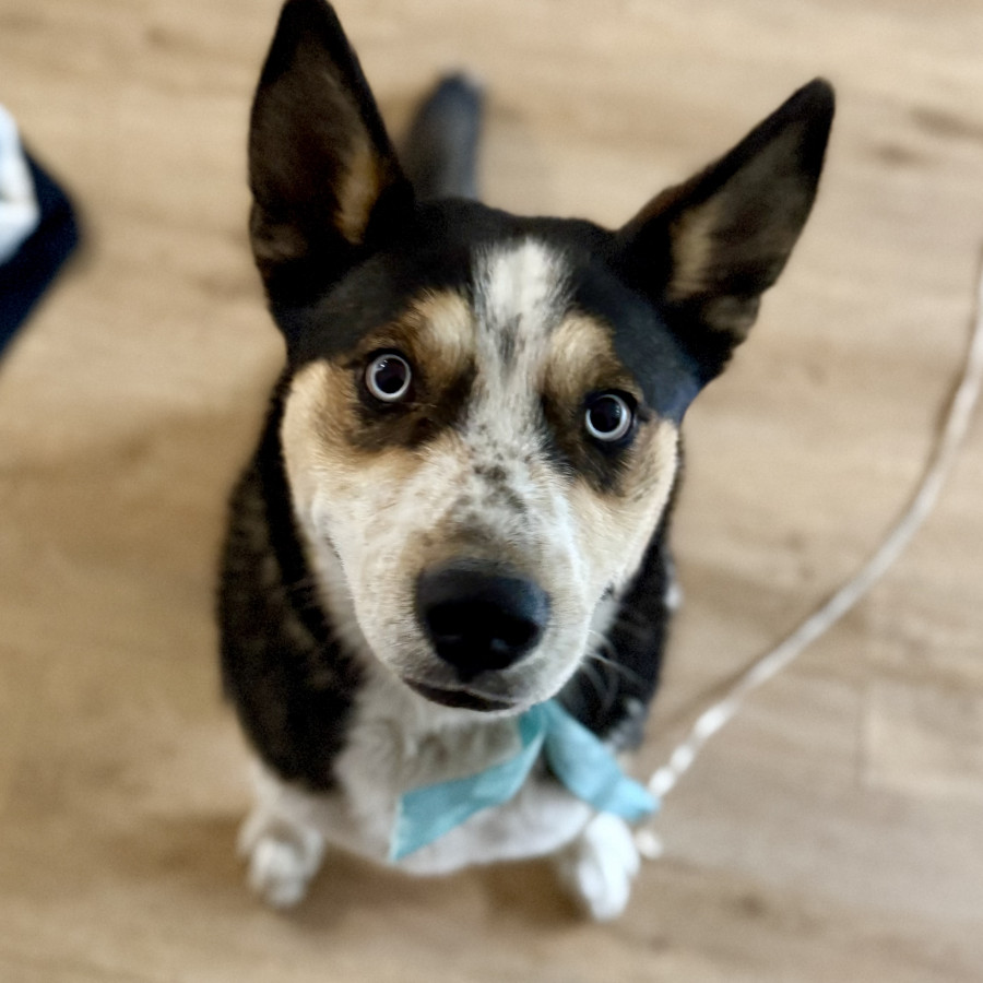  | Raza Mestizo, cruza de Husky Siberiano | Encontrado