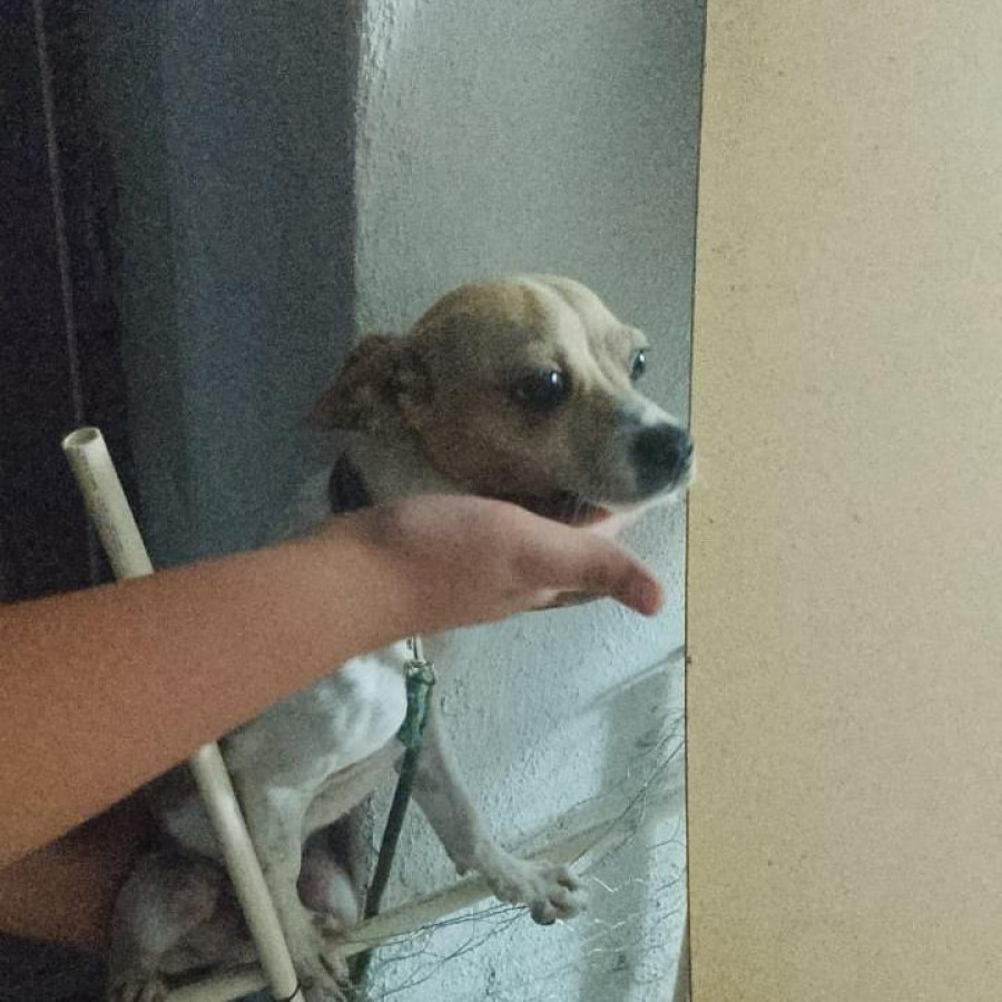 TOBY | Raza Mestizo, cruza de Chihuahua | Perdido
