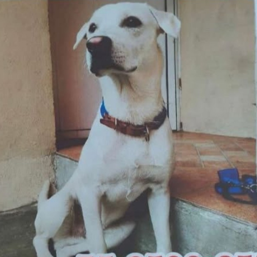 BUDY | Raza Mestizo | Perdido