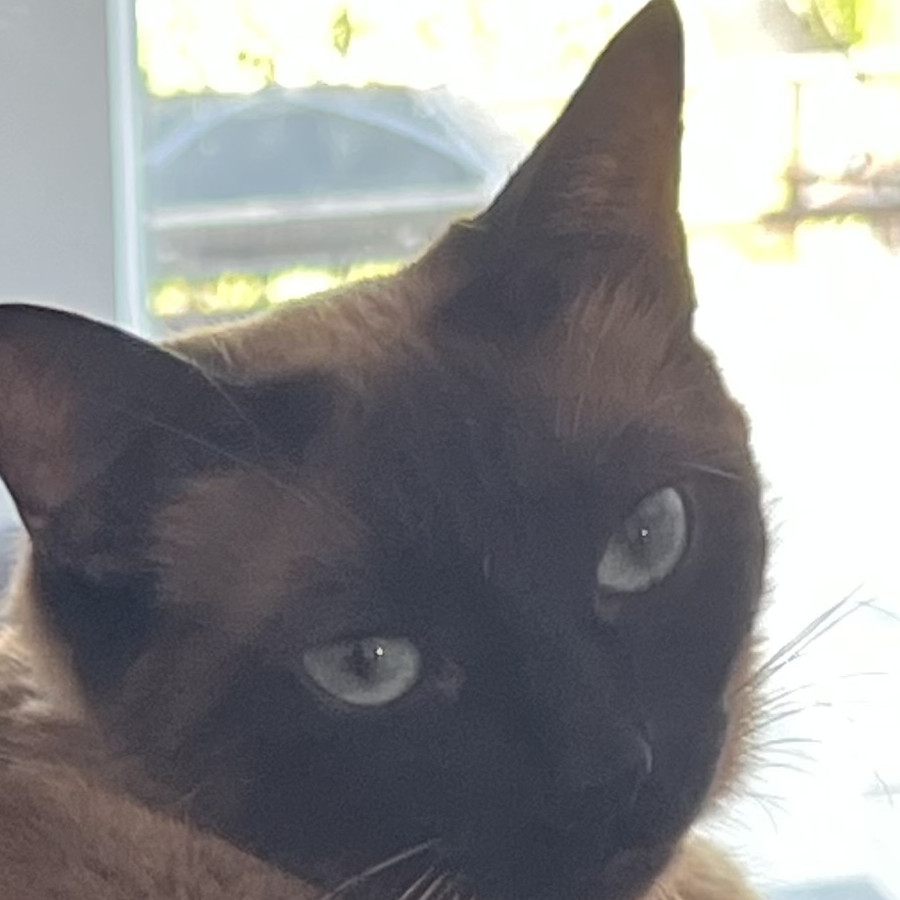 LUZY | Raza Siamés Punto Foca | Perdida