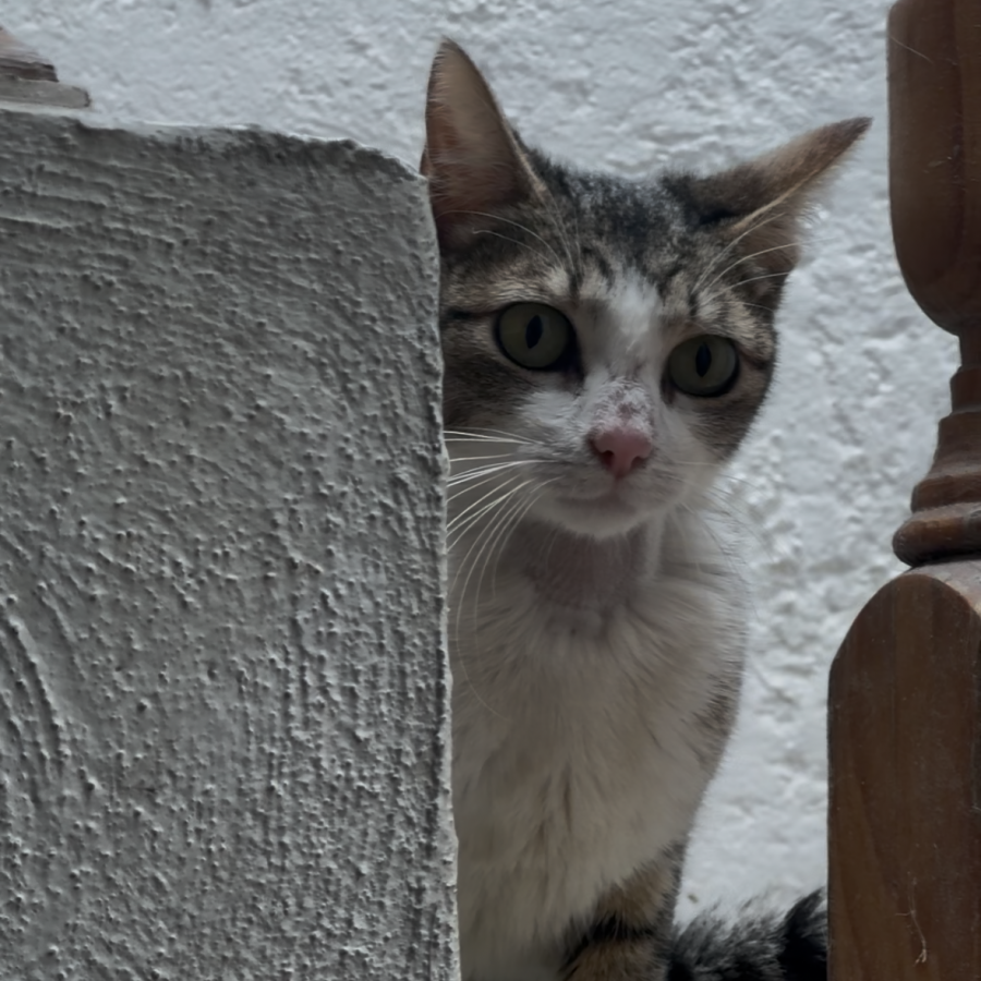 NINA | Raza Doméstico Américano de Pelo Corto | Perdida