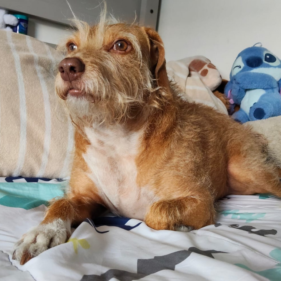 TOBY | Raza Mestizo | Perdido