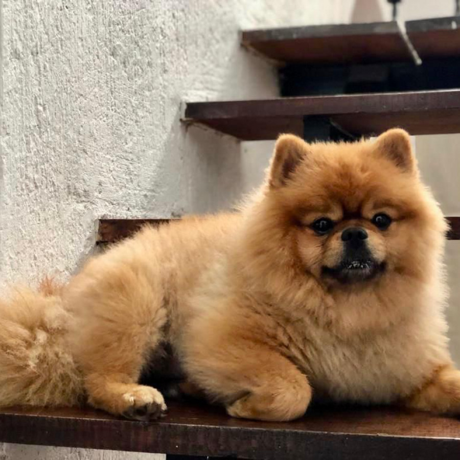 MASÓN | Raza Pomerania | Perdido