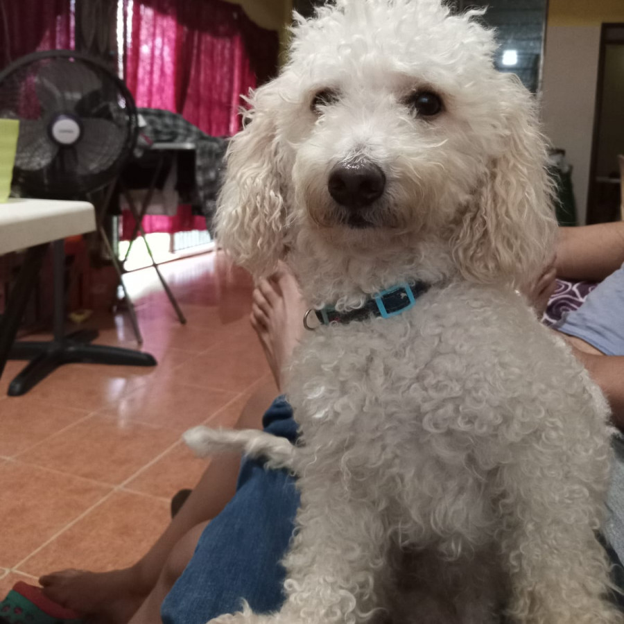 GOJAN AURELIO | Raza French Poodle o Caniche | Perdido