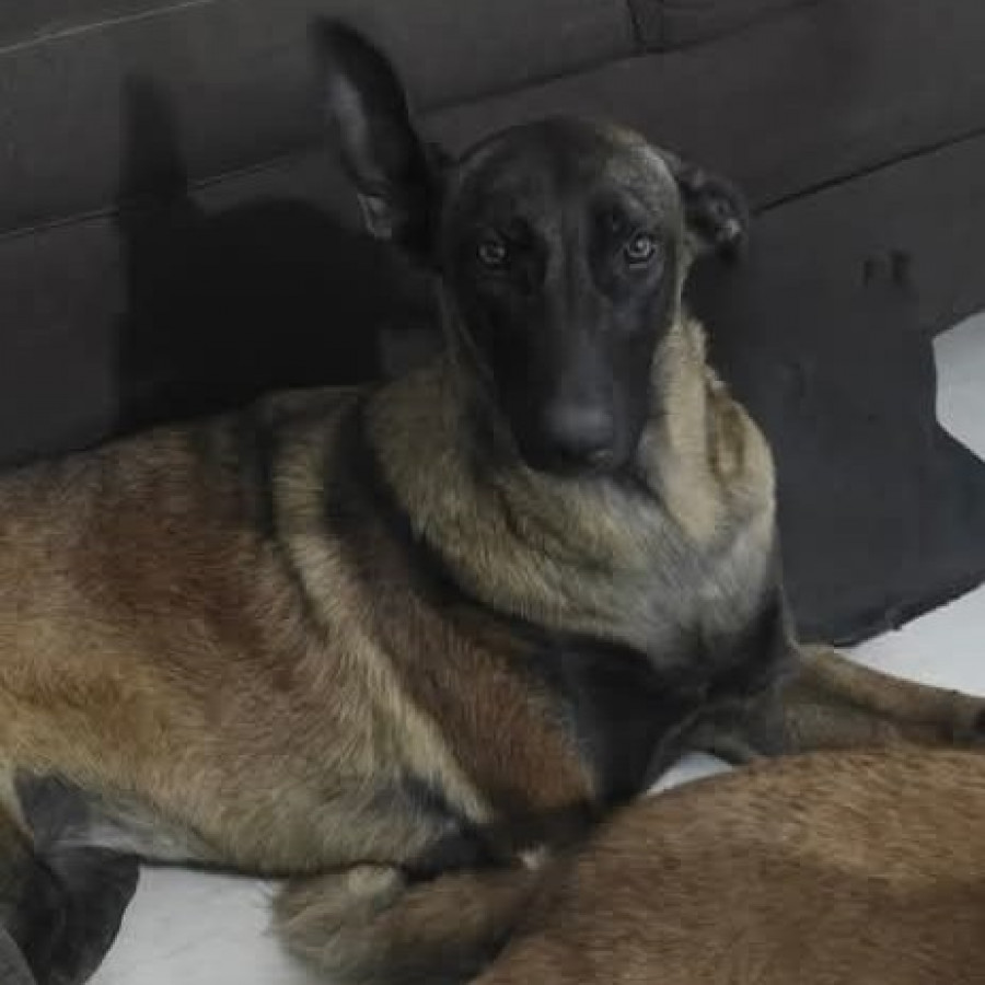 OZZY | Raza Mestiza, cruza de Pastor Belga Malinois | Perdida