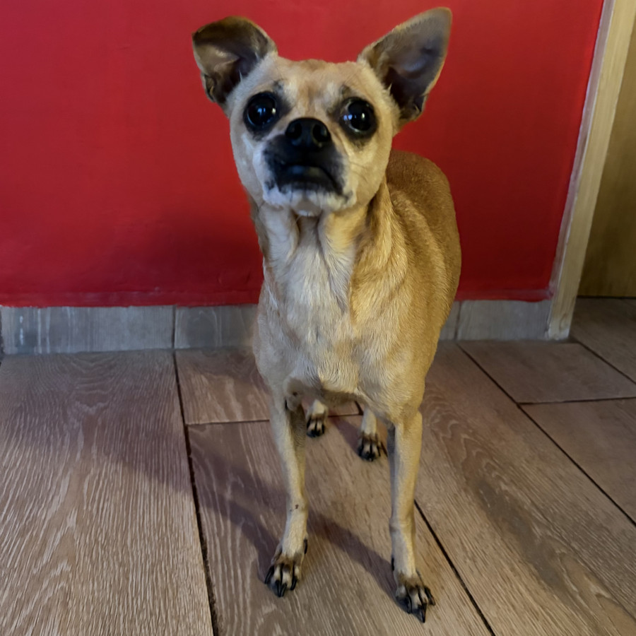  | Raza Mestiza, cruza de Chihuahua con Pug | Final Feliz