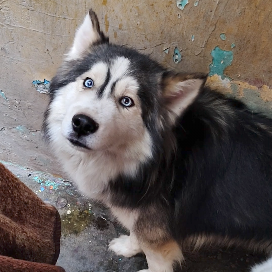 MAX | Raza Husky Siberiano | Perdido