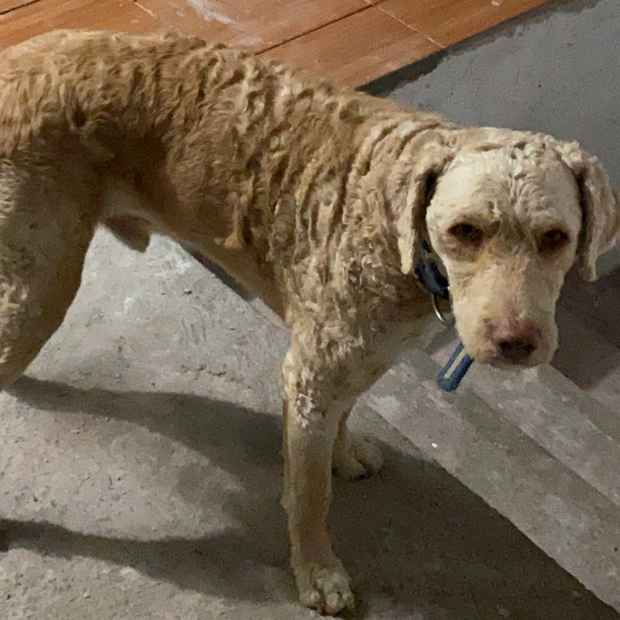 DOSKI | Raza Perro de Aguas Español | Perdido
