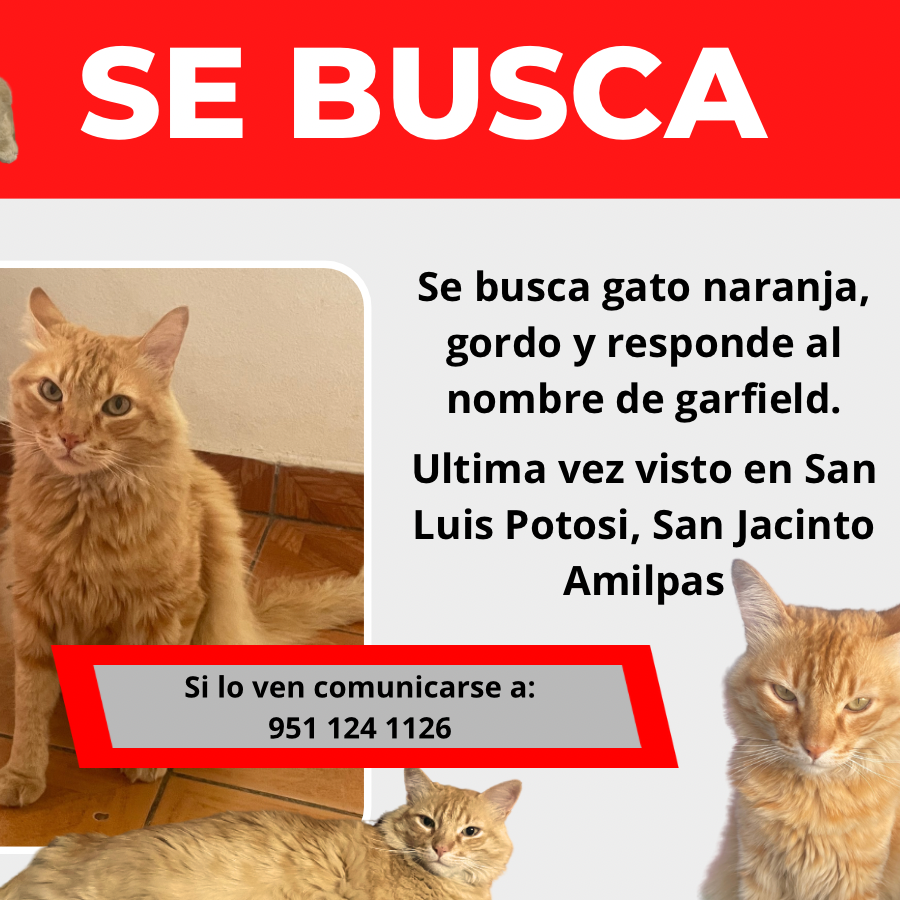 GARFIELD | Raza Doméstico Americano de pelo semilargo | Final Feliz