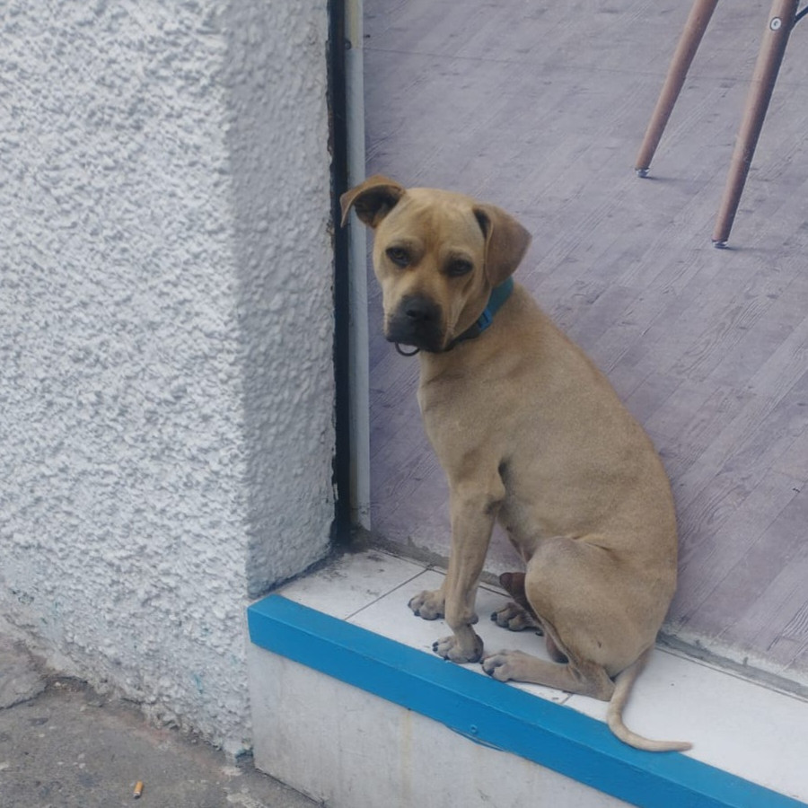 LENCHO | Raza Mestizo,  cruza de American Pitbull Terrier con Labrador | En Adopción