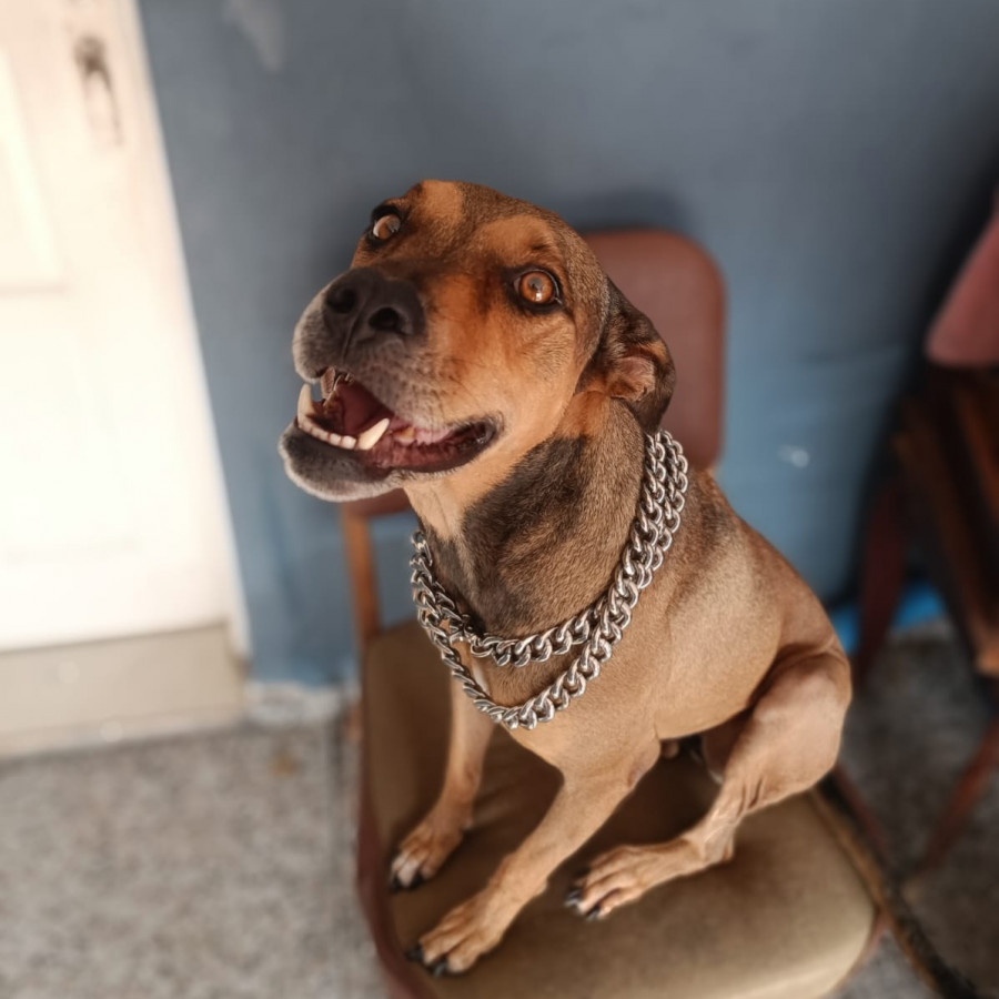 WANDA | Raza Mestiza | Final Feliz