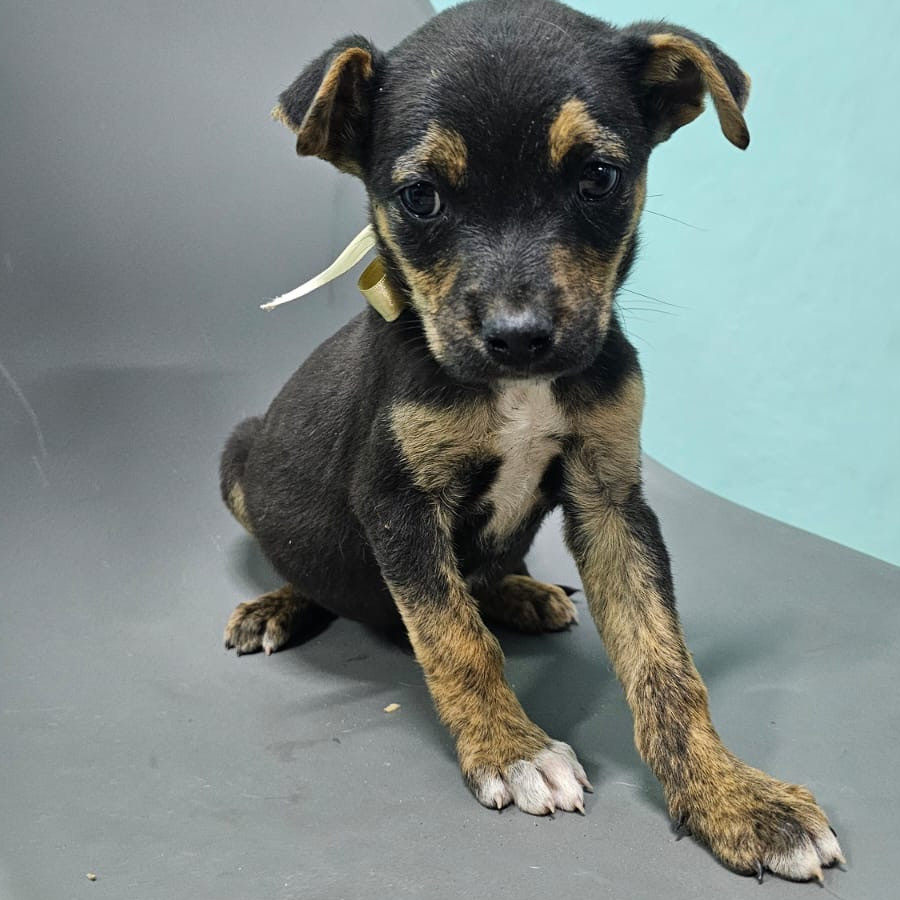 HERMOSO CACHORRO | Raza Mestizo | En Adopción