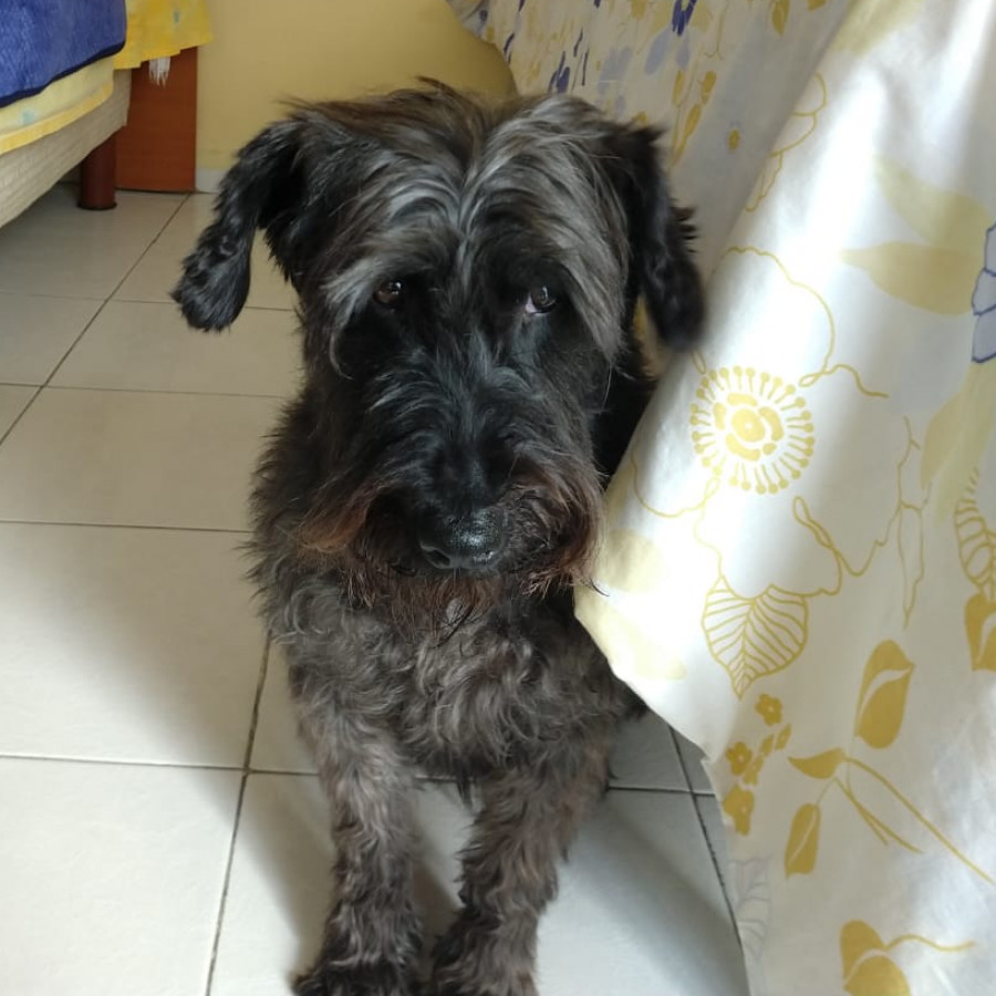BLACKY | Raza Schnauzer | Perdido