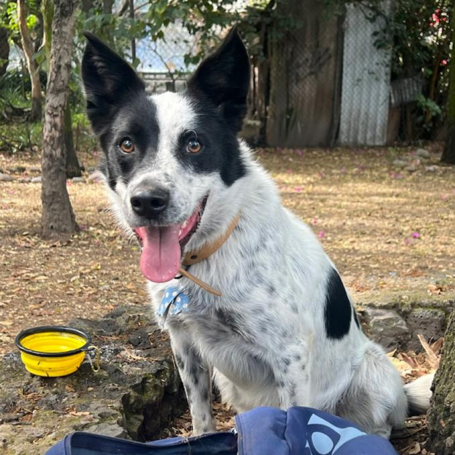OREO | Raza Mestizo, cruza de Ganadero Australiano con Border Collie | Perdido