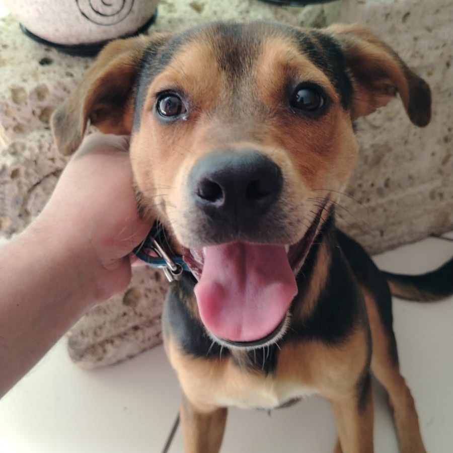  | Raza Mestizo,  cruza de American Pitbull Terrier | Final Feliz