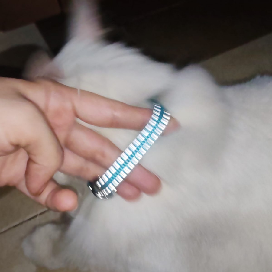  | Raza Angora Turco | Encontrada