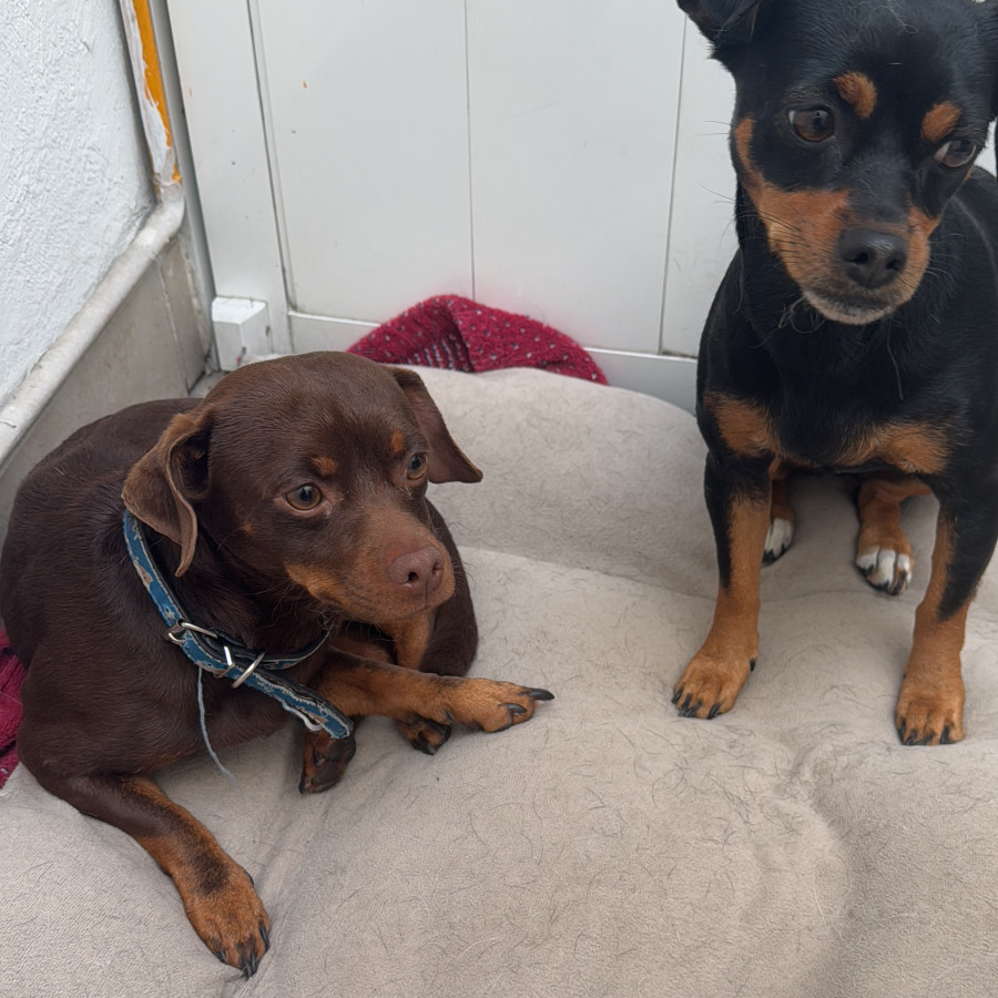  | Raza Mestizo, cruza de Chihuahua con Pinscher Miniatura | Encontrado