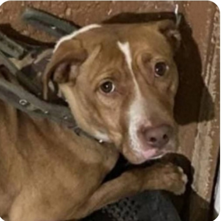 GÜERA | Raza American Pitbull Terrier | Perdida