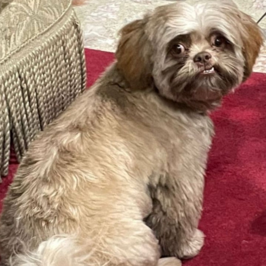 CHUY | Raza Shih Tzu  | Perdido