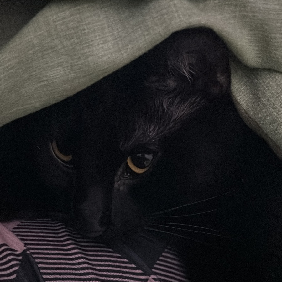 MILA | Raza Bombay | Perdida