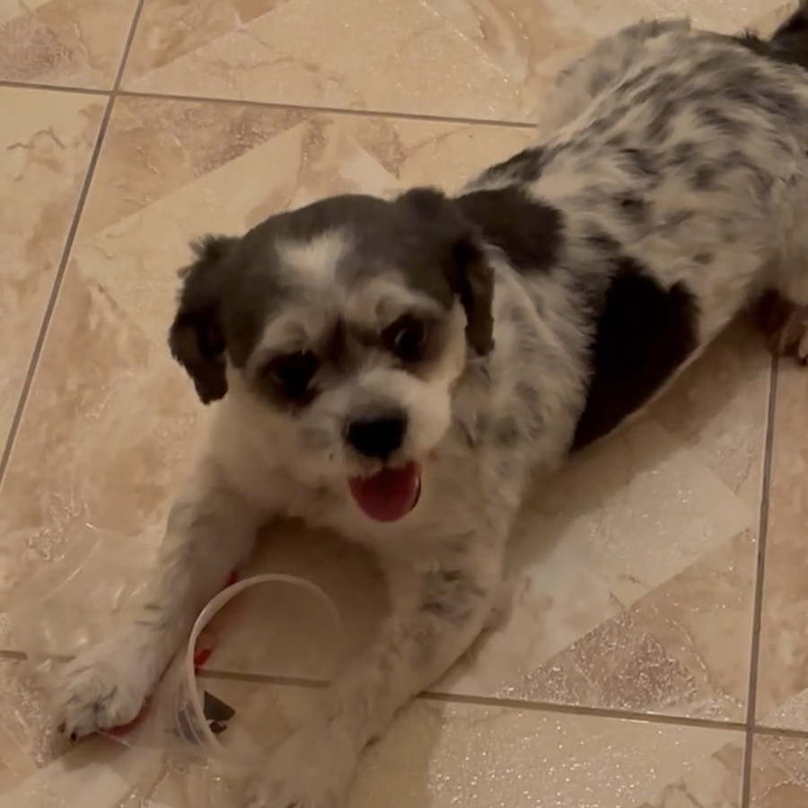 MANCHAS | Raza Shih Tzu  | Perdido