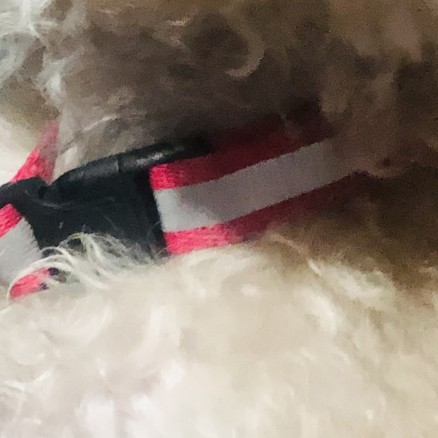 LAICA | Raza Mestiza, cruza de Frente Poodle con Schnauzer, (Schnoodle) | Perdida