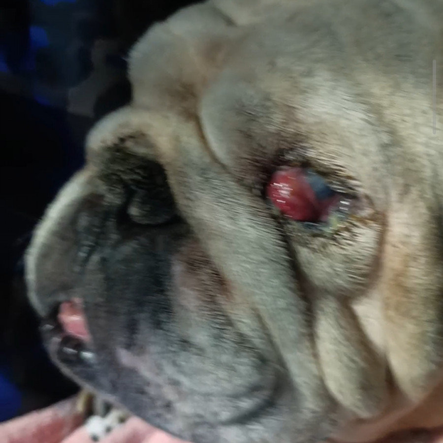  | Raza Bulldog Inglés  | Encontrado