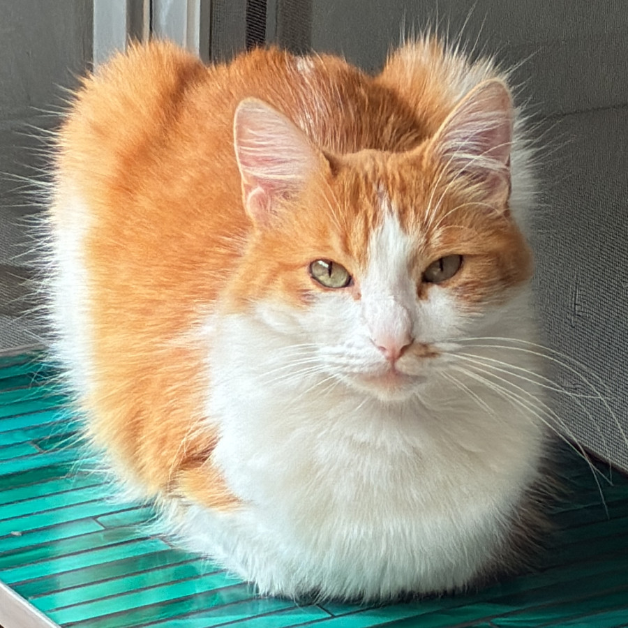 TOCINO | Raza Doméstico Americano de pelo corto | Perdido