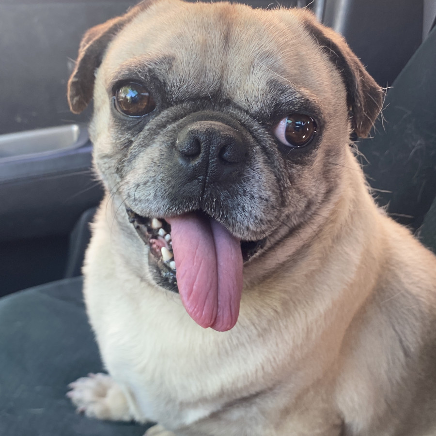  | Raza Pug o Carlin | Encontrado