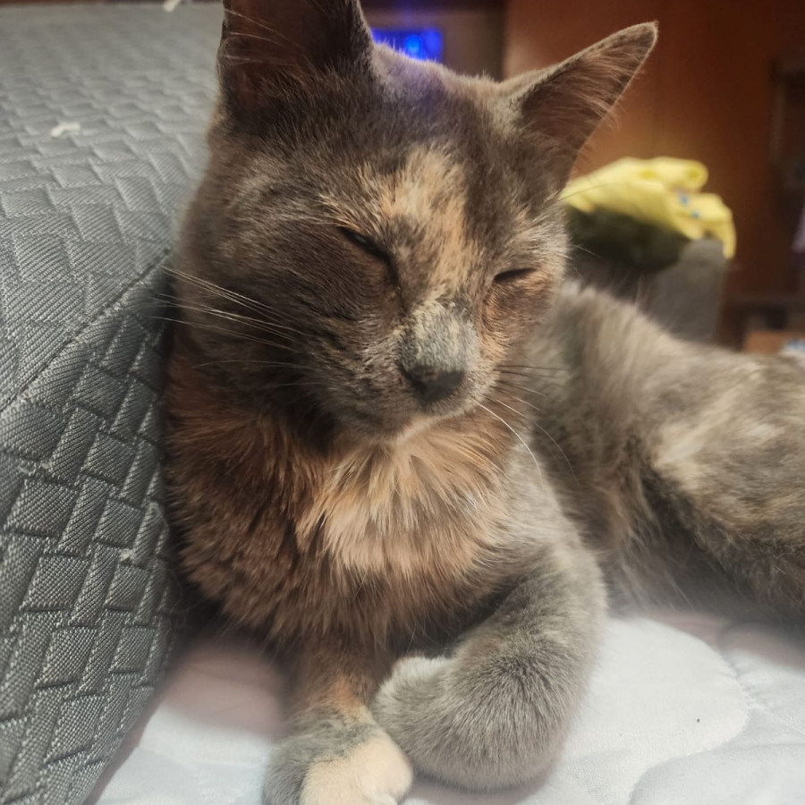  | Raza Calicó de pelo corto | Encontrada