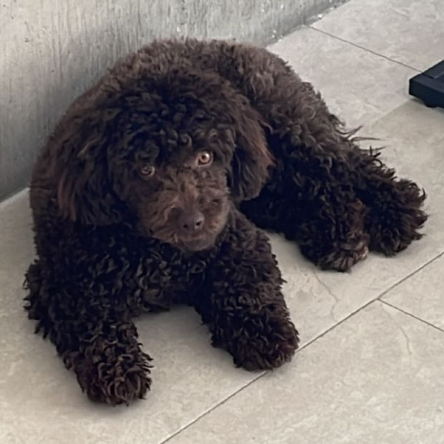 MILO | Raza Mestizo, cruza de French Poodle | Perdido