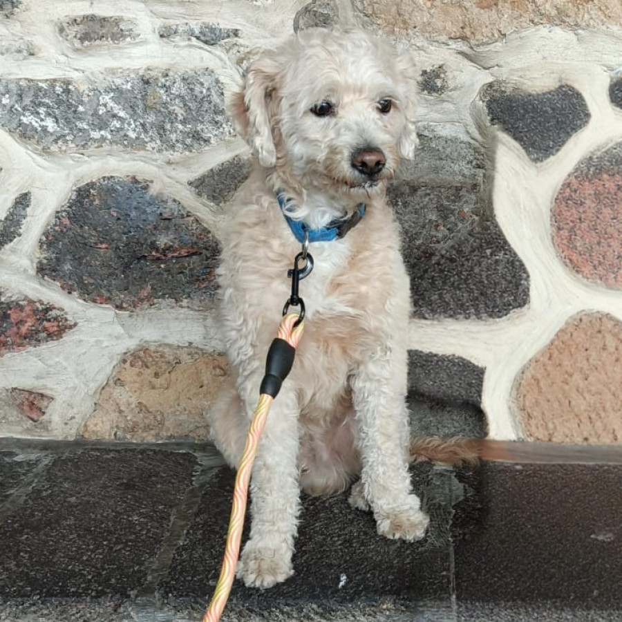 CHEETO | Raza Mestizo, cruza de French Poodle con Maltés,  (Maltipoo). | Perdido
