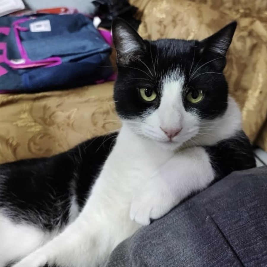 BAYITO | Raza Doméstico Americano de pelo corto | Perdido