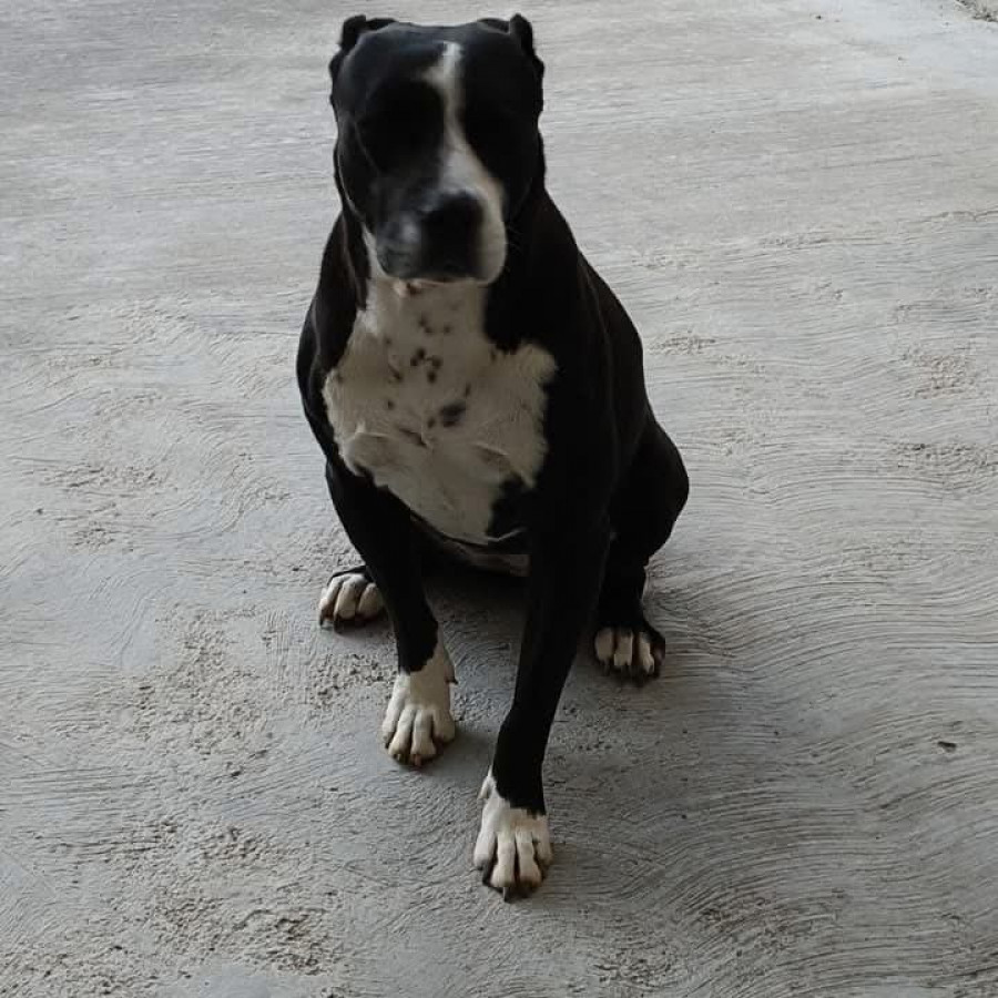 ARY | Raza American Pitbull Terrier | Perdida