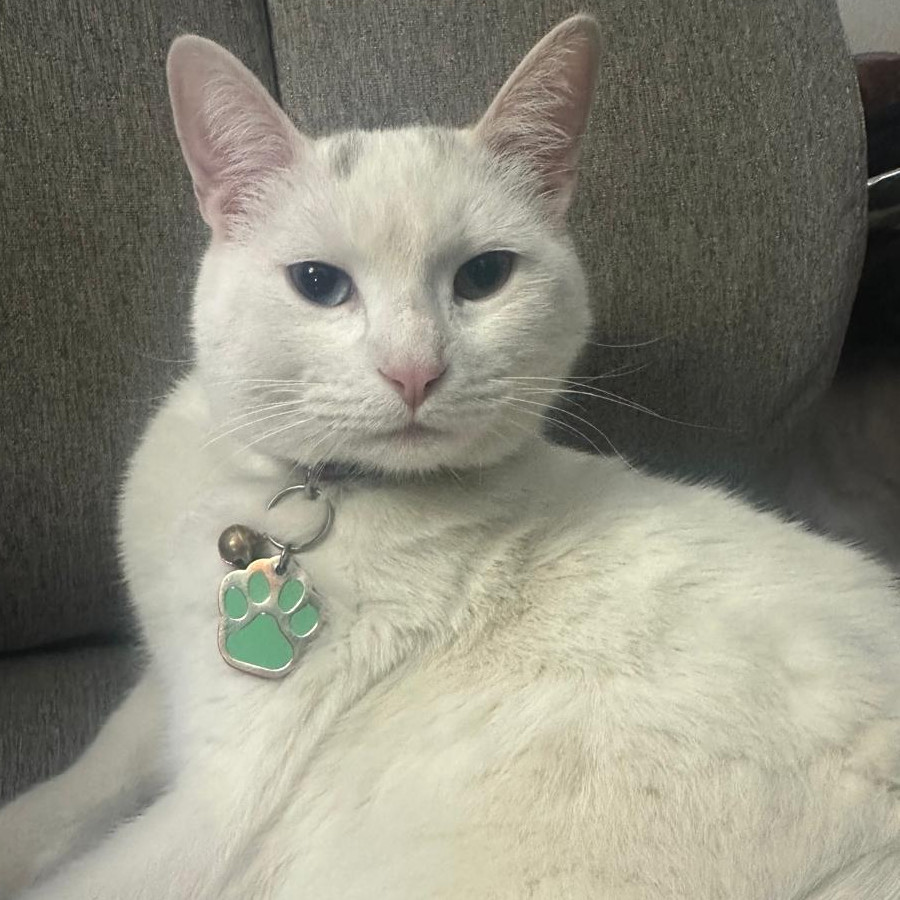 LUNA | Raza Khao Manee | Perdida