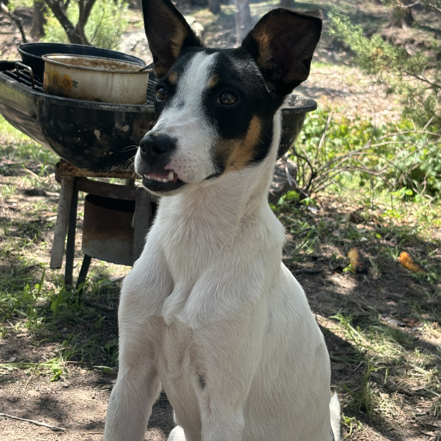 COPITA | Raza Mestiza, cruza de Fox Terrier | Perdida