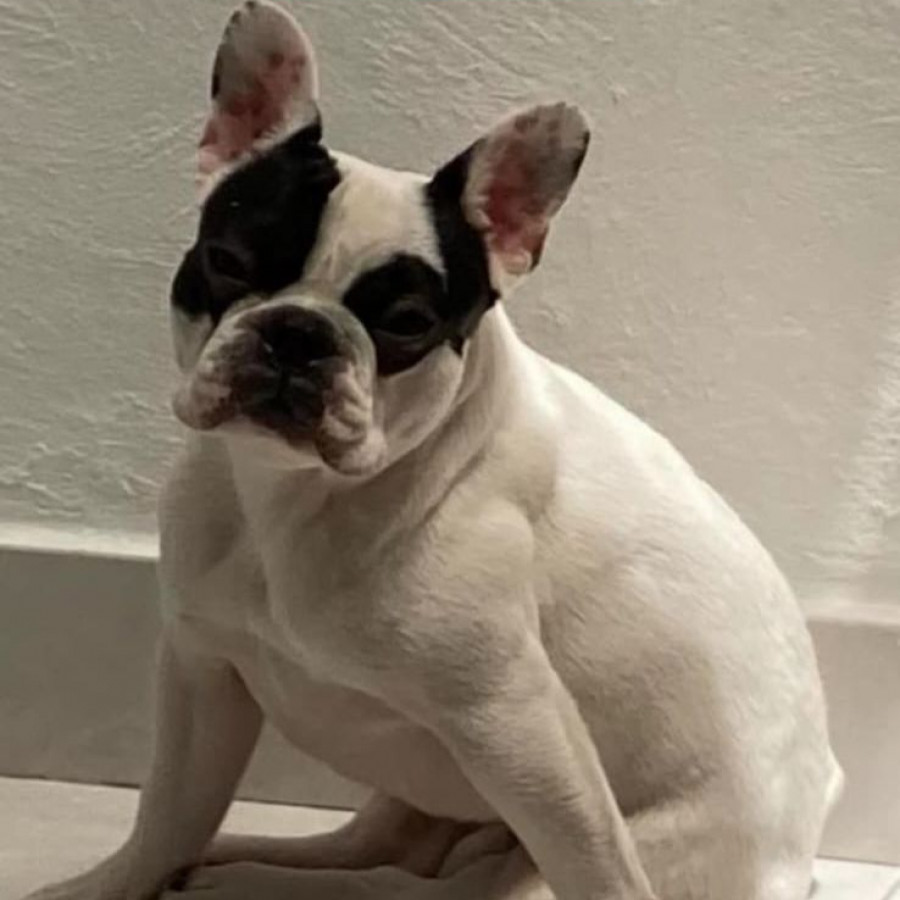 BOCHO | Raza Bulldog Francés  | Perdido