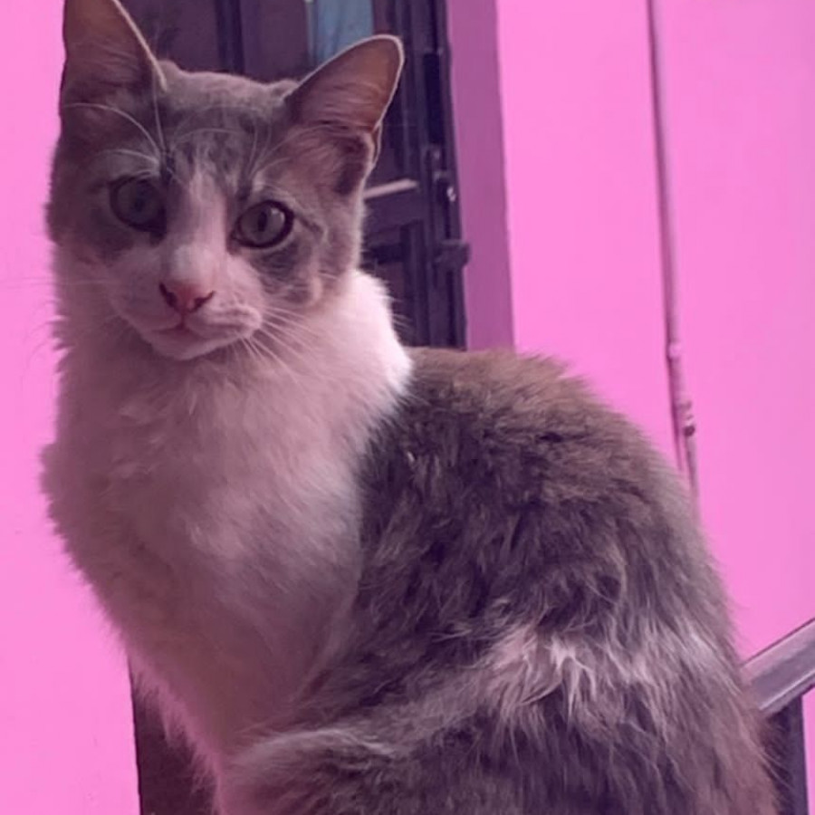 TOM | Raza Doméstico Americano De Pelo Semilargo | Perdido
