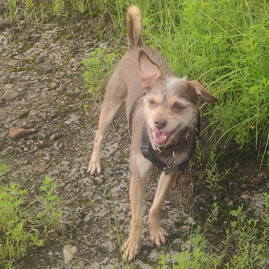 MAKI | Raza Mestiza | Perdida