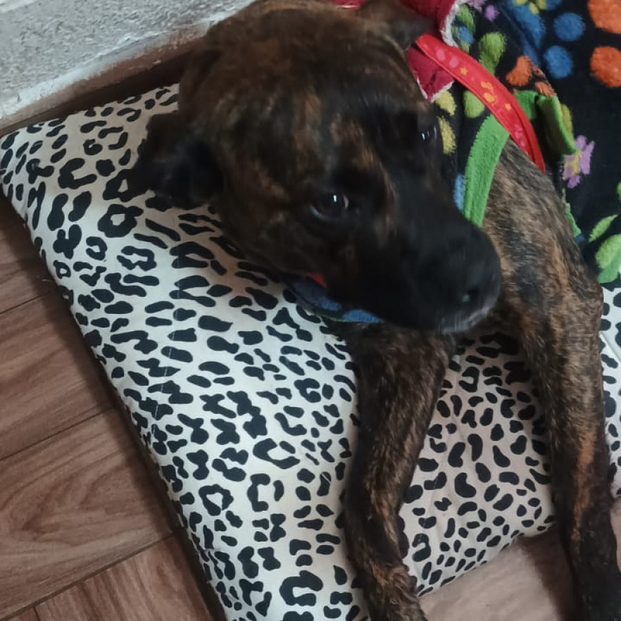 HERMOSA PELUDITA | Raza Mestiza | En Adopción