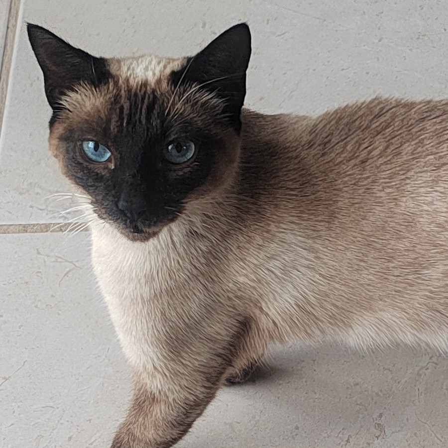 MISHA | Raza Siamés Punto Foca | En Adopción