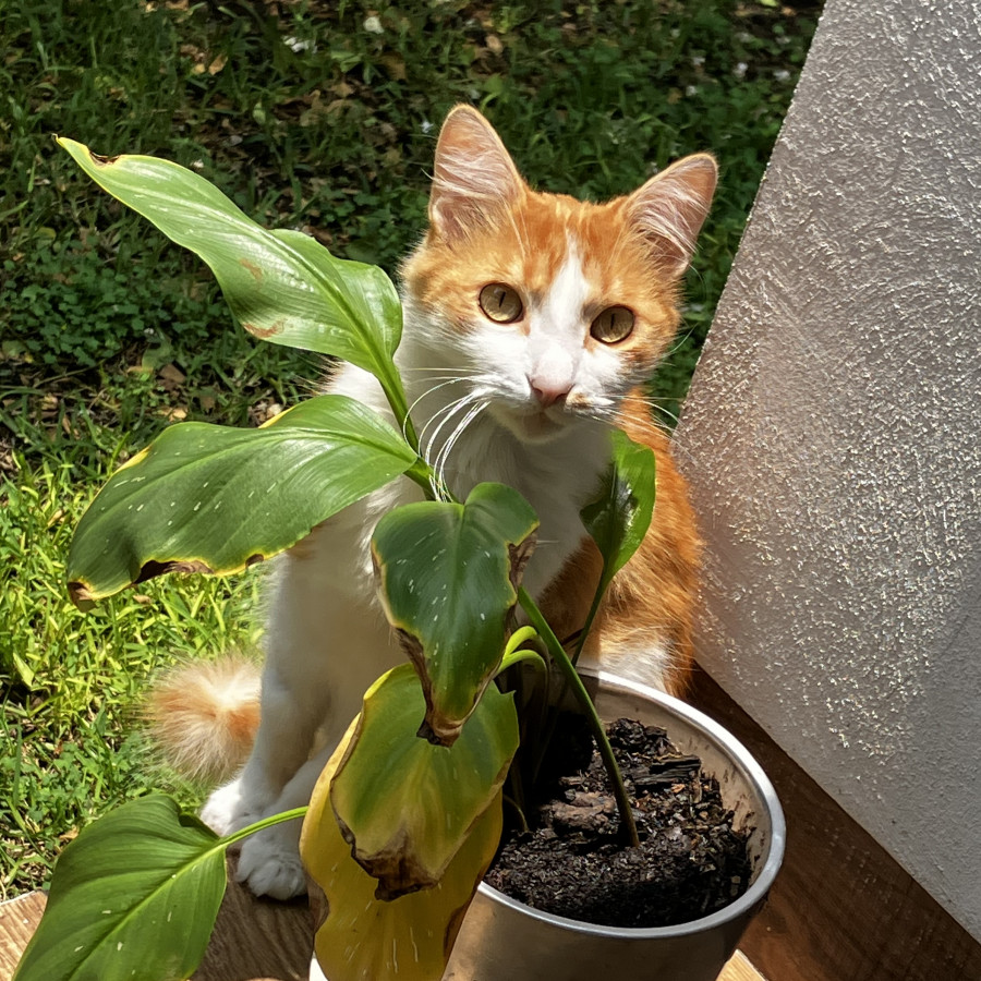 TOCINO | Raza Doméstico Americano de pelo corto | Perdido
