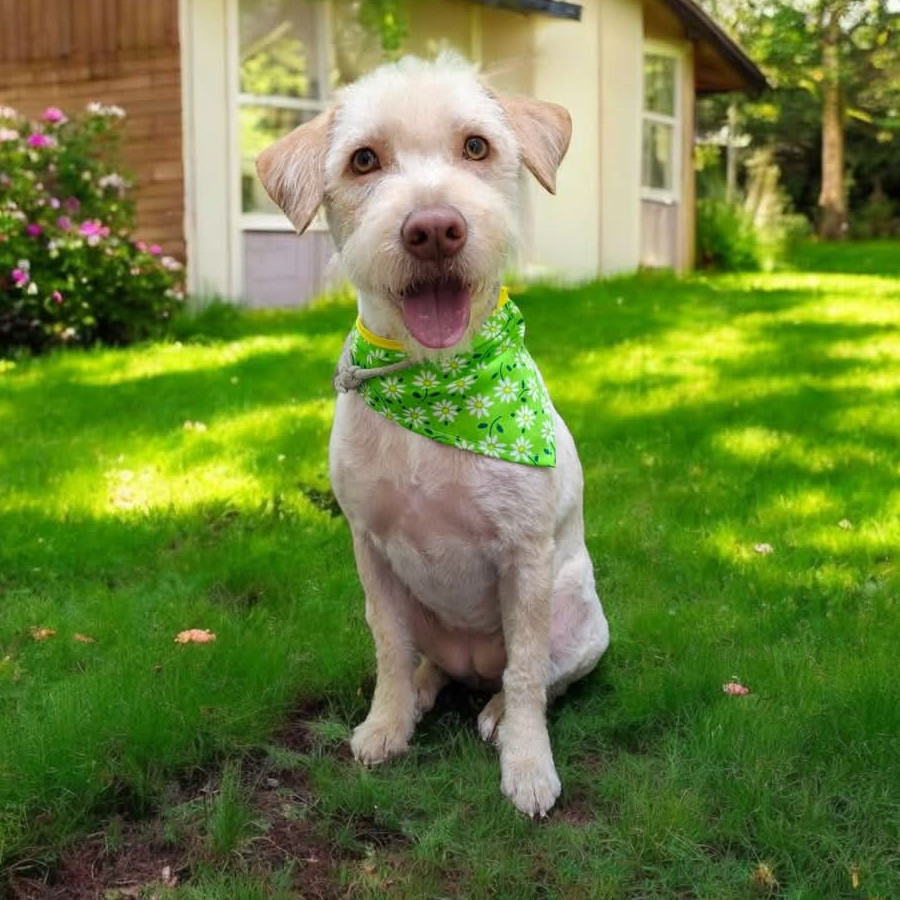 COLETTE | Raza Mestiza,  cruza de Schnauzer con Poodle,  (Schnoodle) | Perdida