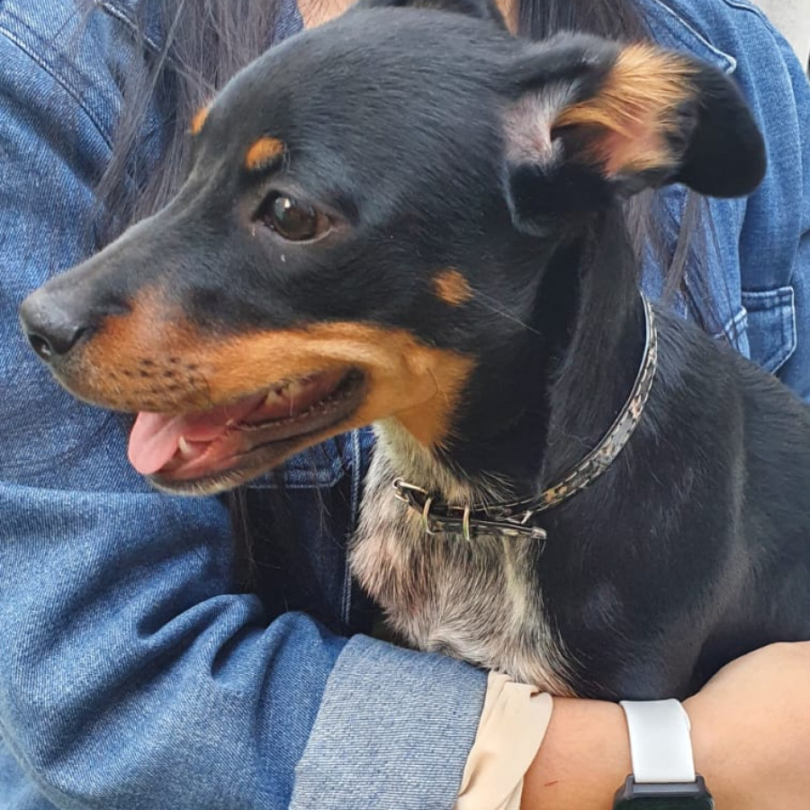  | Raza Mestizo | Encontrado